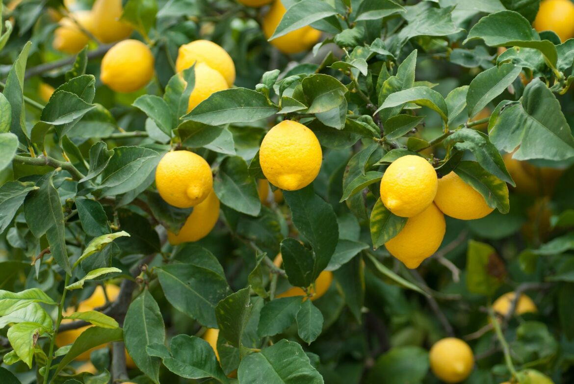 découvrez comment les citrons peuvent vous aider à atteindre vos objectifs de maigreur. profitez de leurs bienfaits detox et de leur effet coupe-faim pour une silhouette svelte et une santé optimale.