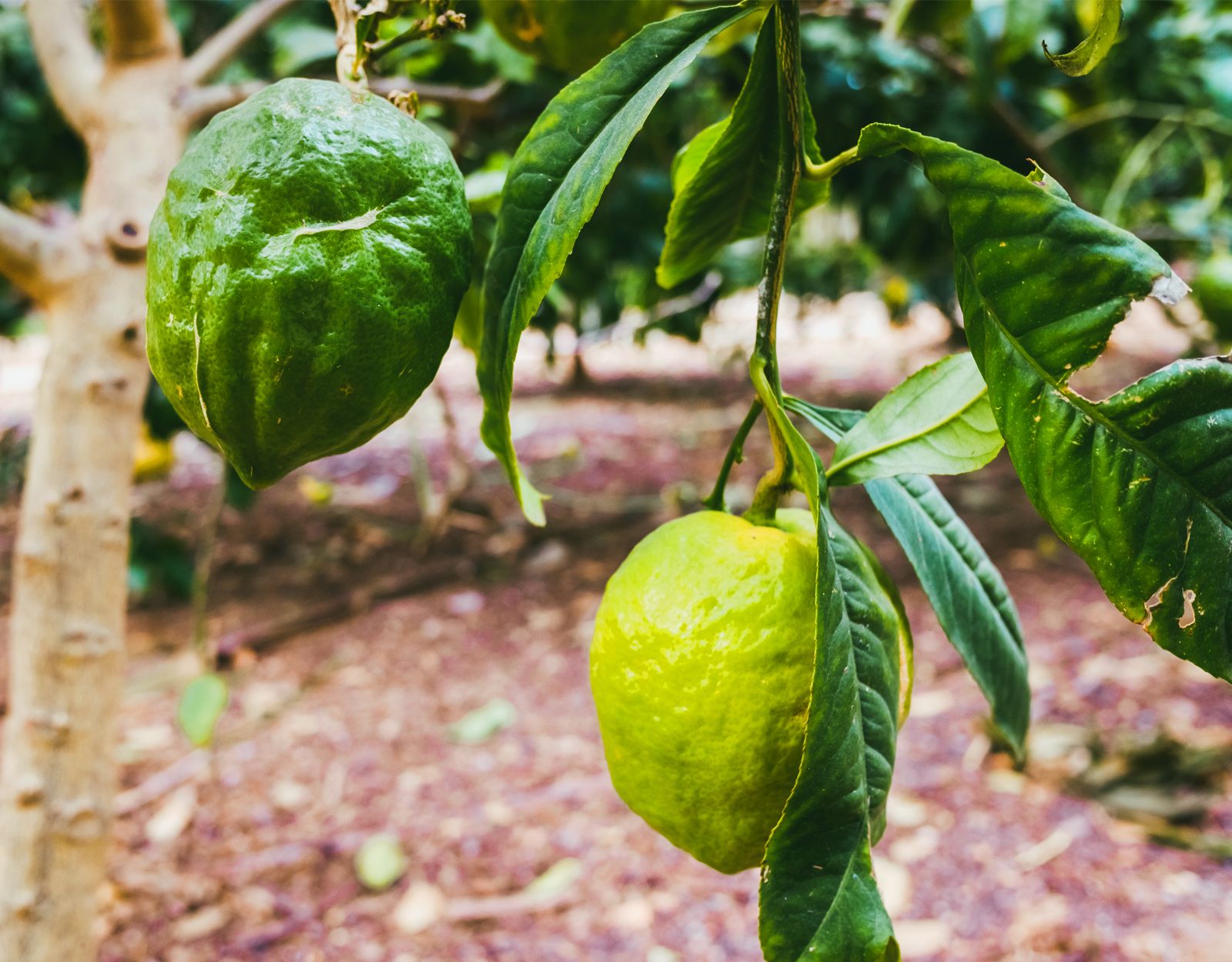 découvrez les bienfaits du citron amaigrissant : un allié naturel pour favoriser la perte de poids, stimuler la digestion et détoxifier l'organisme. apprenez à l'intégrer dans votre alimentation quotidienne pour une silhouette élancée et une santé rayonnante.