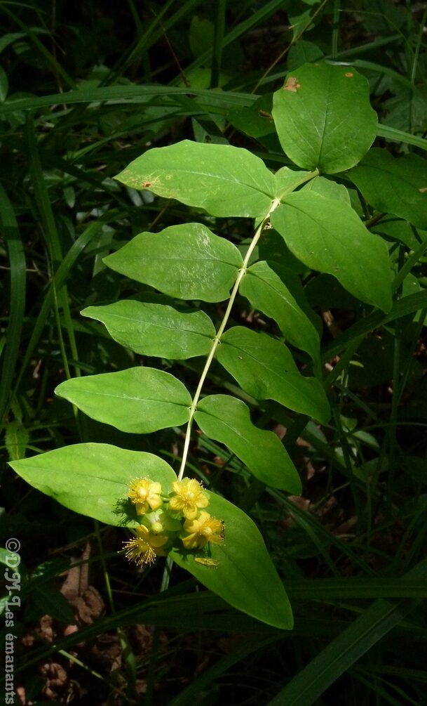 découvrez comment les plantes magiques peuvent soulager les symptômes de la ménopause. explorez des remèdes naturels et efficaces pour retrouver votre bien-être et votre équilibre hormonal.